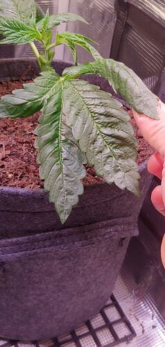 Growreport Bild 3