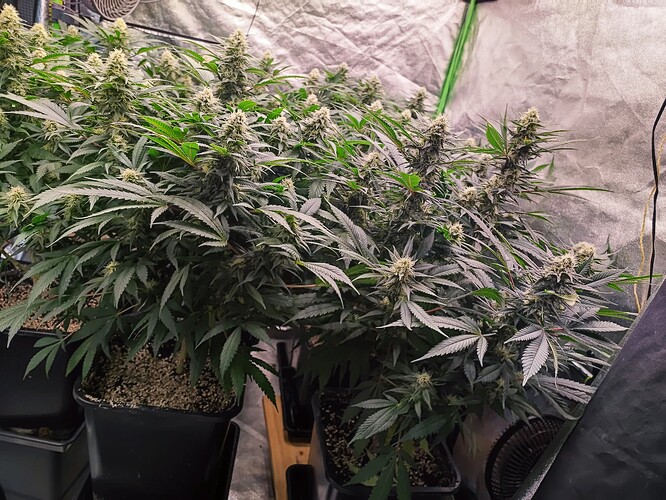 Growreport Bild 12