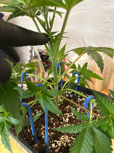 Growreport Bild 92