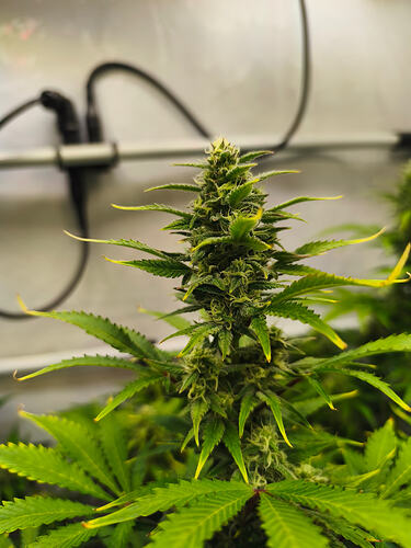 Growreport Bild 11