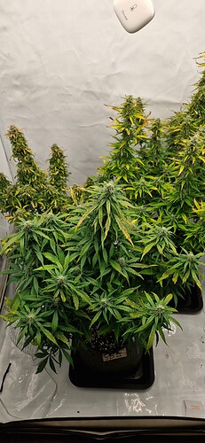 Growreport Bild 18