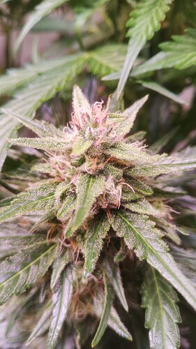 Growreport Bild 13