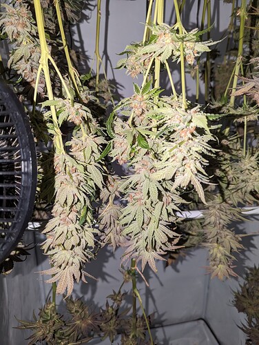 Growreport Bild 5