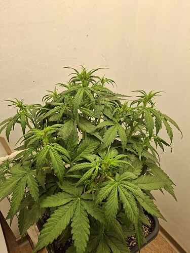 Growreport Bild 65