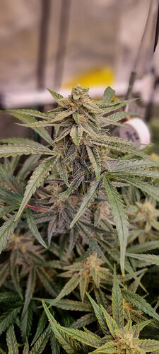 Growreport Bild 12