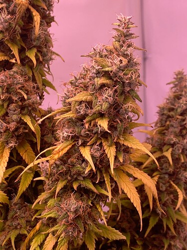 Growreport Bild 41