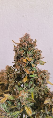 Growreport Bild 35