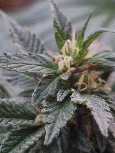 Growreport Bild 1