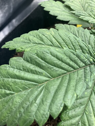 Growreport Bild 6