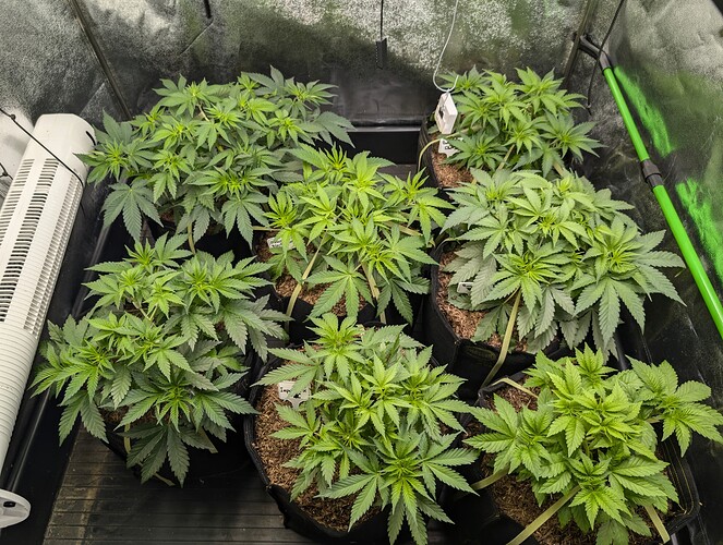 Growreport Bild 2