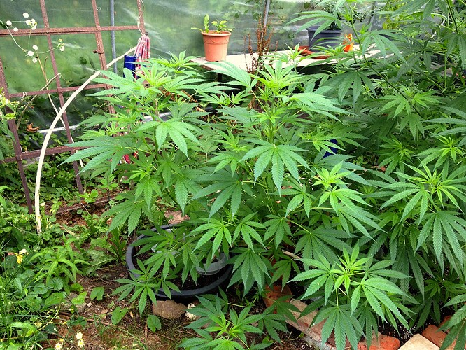 Growreport Bild 6