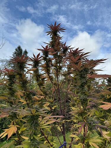 Growreport Bild 17