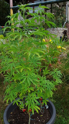 Growreport Bild 23
