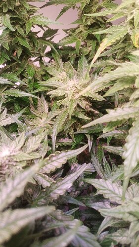 Growreport Bild 13