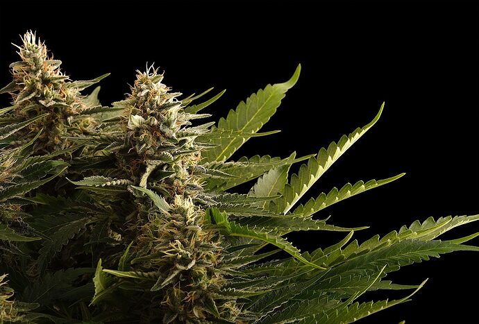 Growreport Bild 2