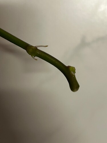 Growreport Bild 7