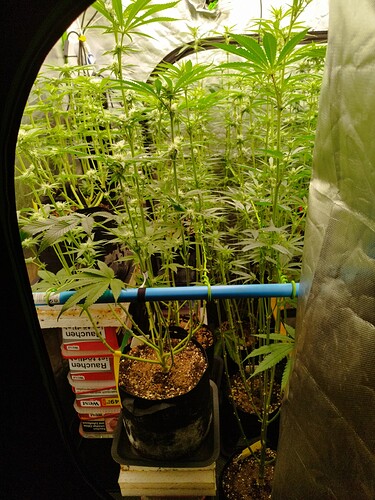 Mehrere Cannabis-Pflanzen in der Blütephase in einem Zelt, mit sichtbaren kleinen Blütenansätzen und vielen Blättern.