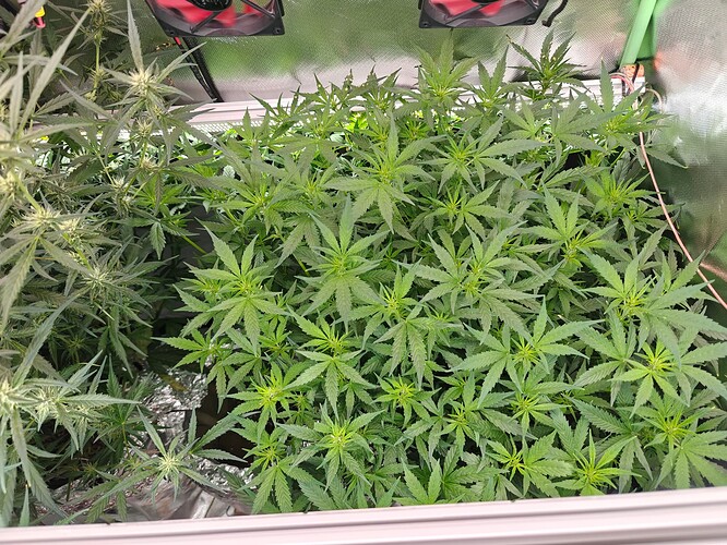 Growreport Bild 5