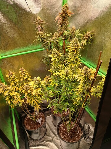 Growreport Bild 6