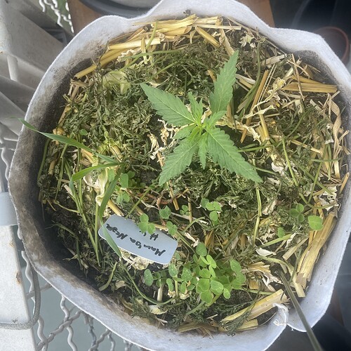 Growreport Bild 9