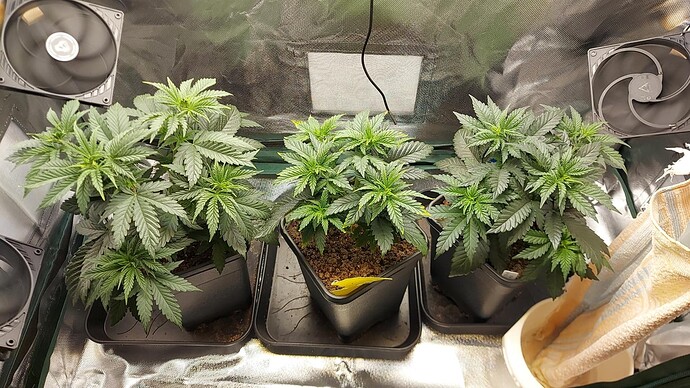 Growreport Bild 8
