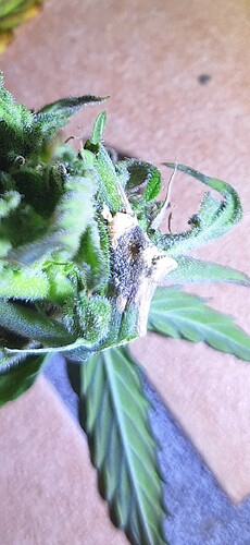 Screenshot_20240625_213451_Gallery