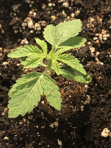 Growreport Bild 3