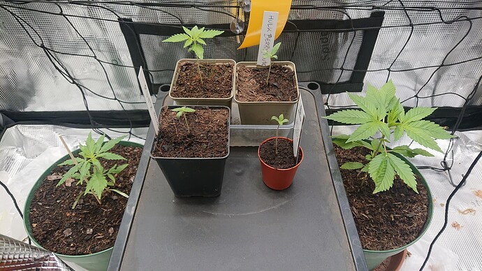 Growreport Bild 11