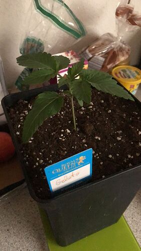 Growreport Bild 1