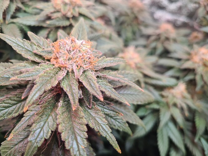 Growreport Bild 10