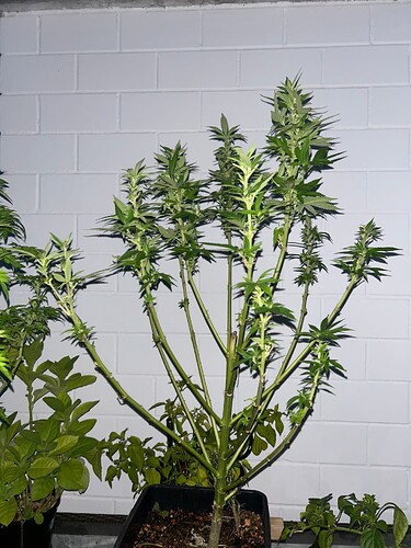 Growreport Bild 36