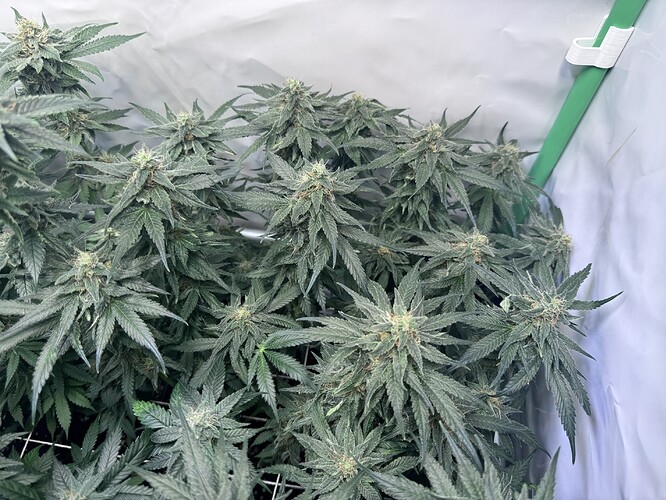 Growreport Bild 19