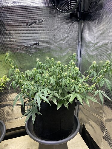 Growreport Bild 41