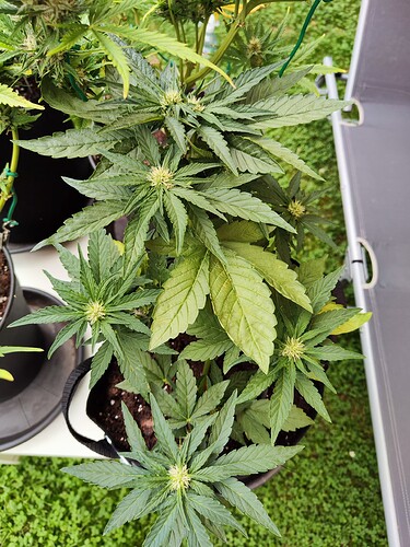 Growreport Bild 19