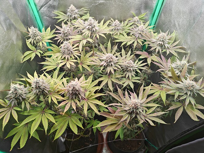 Growreport Bild 6