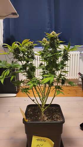 Growreport Bild 14
