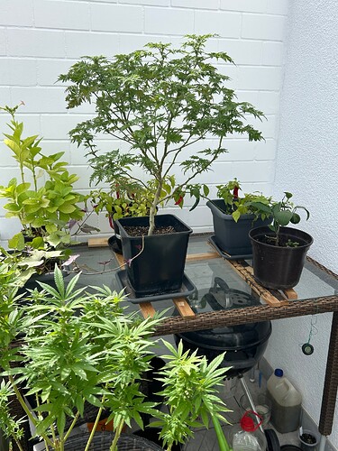 Growreport Bild 5