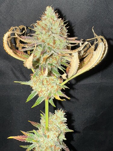 Growreport Bild 44