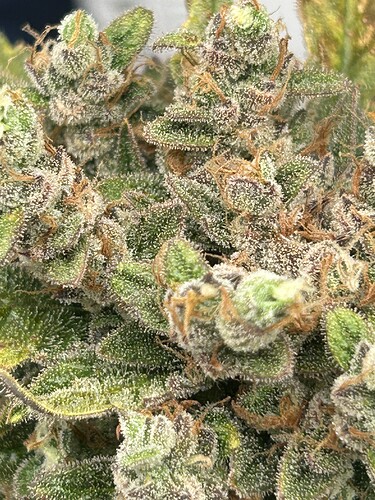 Growreport Bild 1