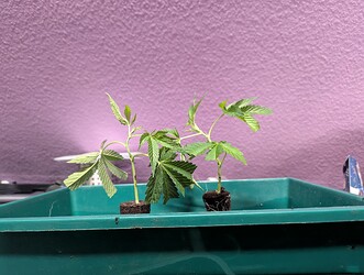 Growreport Bild 6