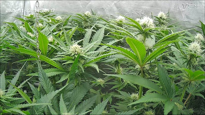 Growreport Bild 34