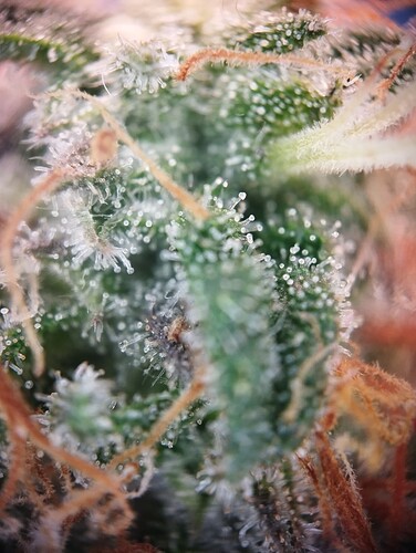 IMG_20250306_203852 - Kopie