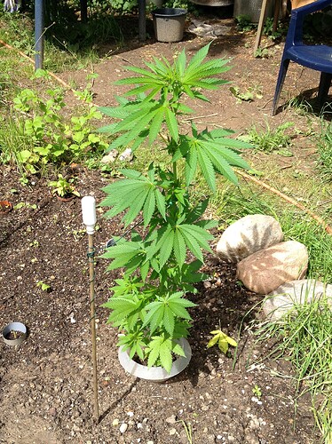 Growreport Bild 44