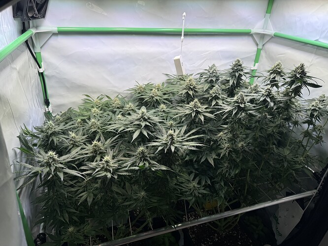 Growreport Bild 1