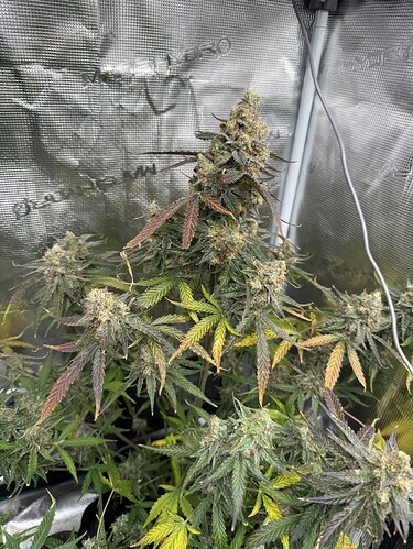 Growreport Bild 13