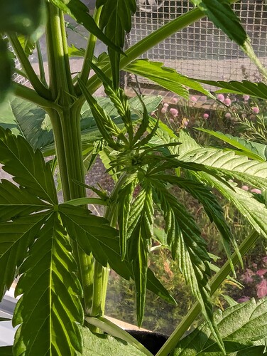 PXL_20240523_170743722