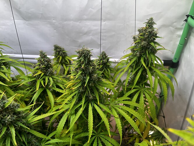 Growreport Bild 11