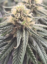Growreport Bild 10
