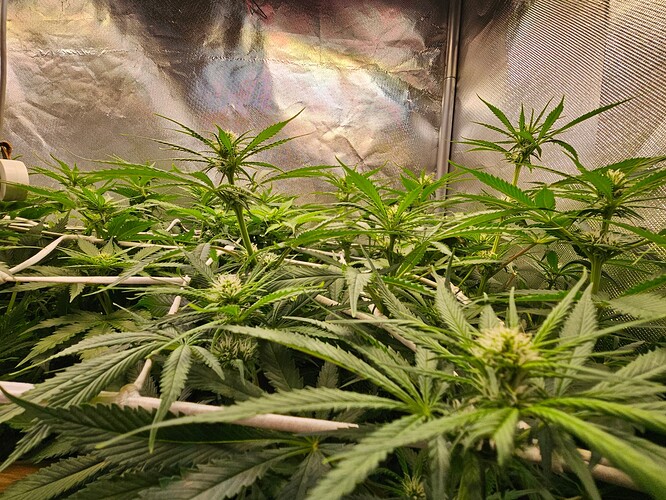 Growreport Bild 7