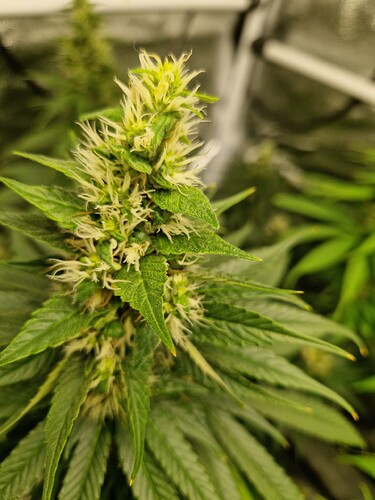 Growreport Bild 17